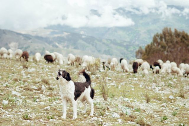 Border Collie: karakter en werkdrang begrijpen