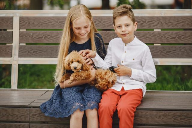 Dwergpoedel en kinderen: is dit slimme hondje geschikt voor jouw gezin?