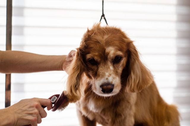 Verzorging en voeding: een gezonde hond van pup tot senior