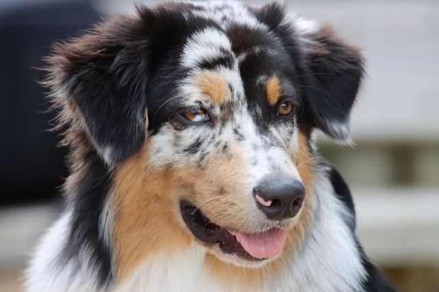Australian Shepherd en voeding: zo houd je je energieke hond gezond