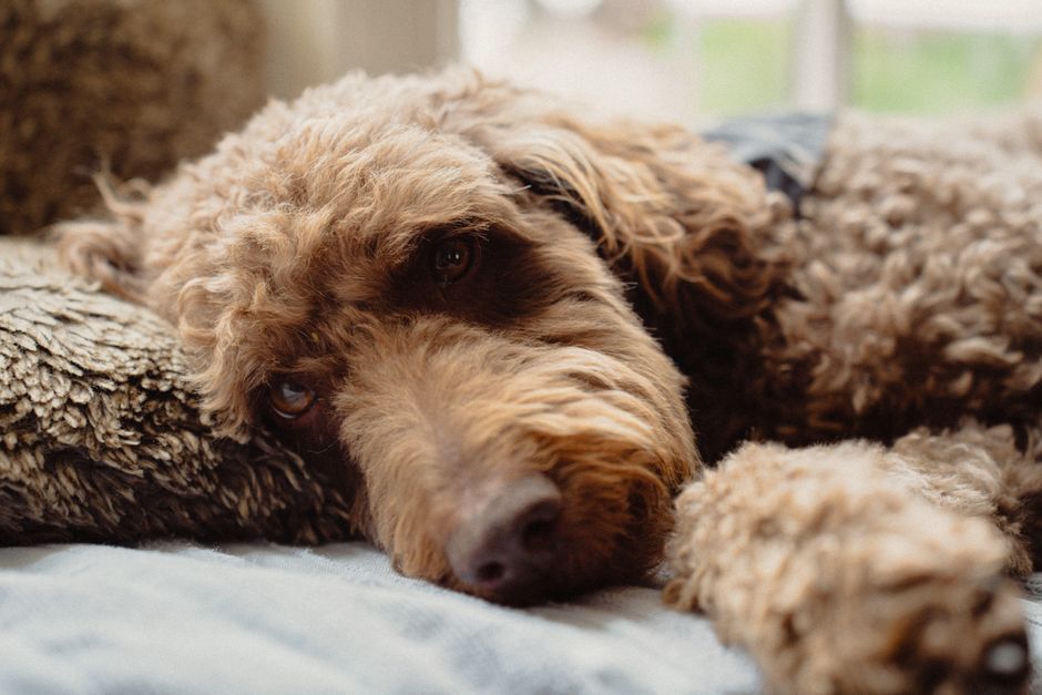 Kattenhaar-allergie en toch een hond in huis: wat je moet weten