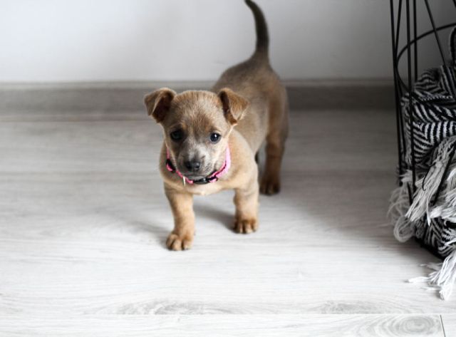 Puppy laten wennen aan het nieuwe huis: zo maak je de overgang soepel