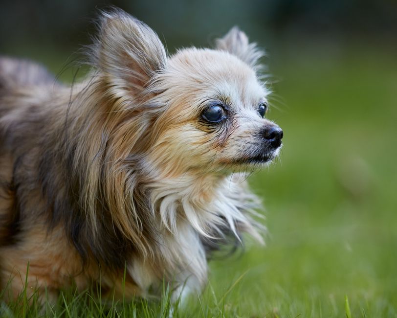 De Langharige Chihuahua: klein hondje met een groot karakter