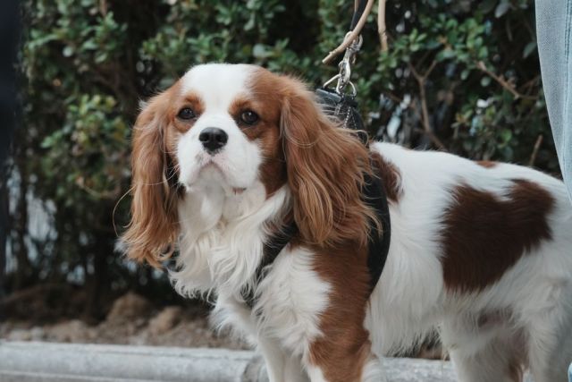 Cavalier King Charles Spaniël: gezondheid volgens het fokprogramma en goede zorg