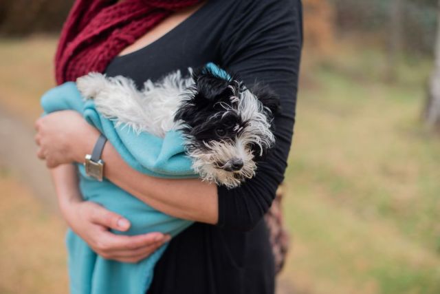 Waarom trillen sommige honden? Dit zijn de meest voorkomende oorzaken