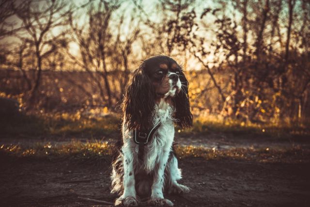Cavalier King Charles Spaniël: karakter en temperament