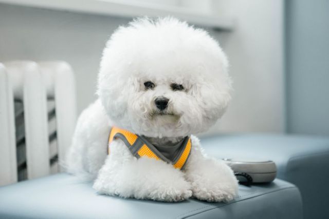Bichon Frisé: verzorging en vachtonderhoud van kop tot staart