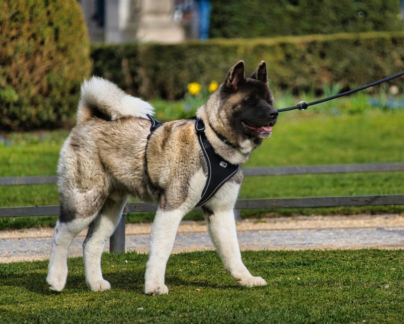 Akita Inu: alles over verzorging en vachtonderhoud