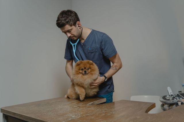 DNA testen bij honden: hoe je vrij, drager en lijder leest
