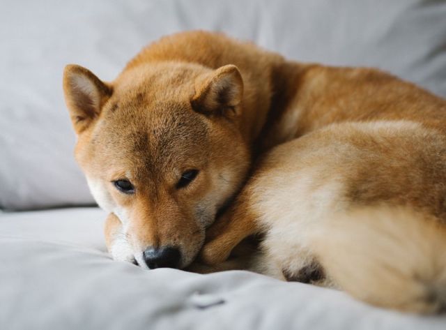 Shiba Inu: verzorging en vachtonderhoud van deze zelfstandige Japanner
