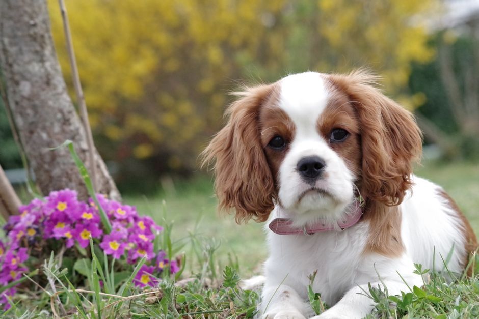 Cavalier King Charles Spaniël: een ideale hondenvriend voor gezinnen met kinderen?