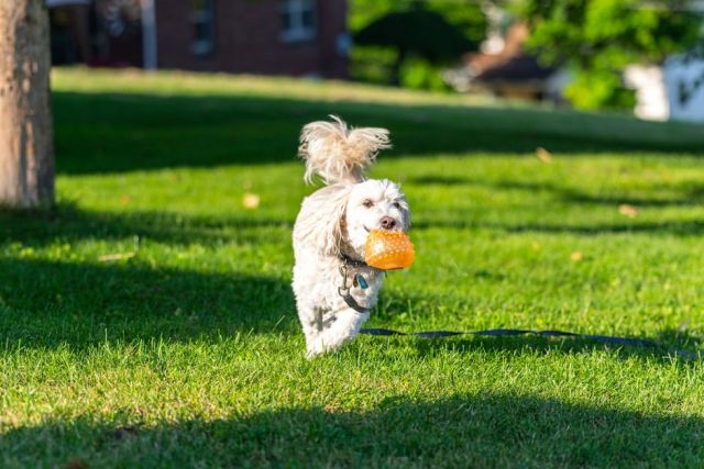 Bichon Frisé als gezinshond: een vrolijke witte wolk vol liefde