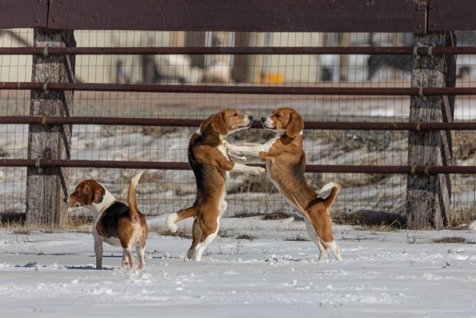 Karakter en temperament van de Beagle: wat je moet weten over deze vrolijke speurneus