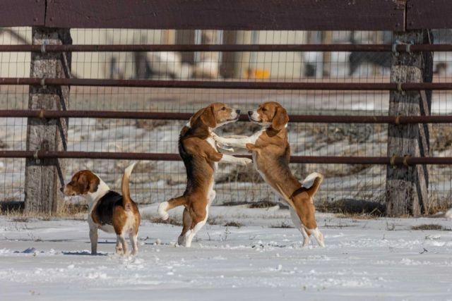 Karakter en temperament van de Beagle: wat je moet weten over deze vrolijke speurneus