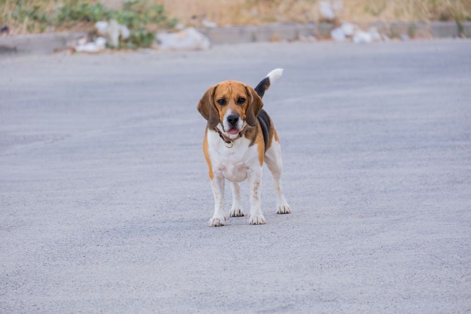 Beagle: gezondheid volgens het fokprogramma en goede verzorging