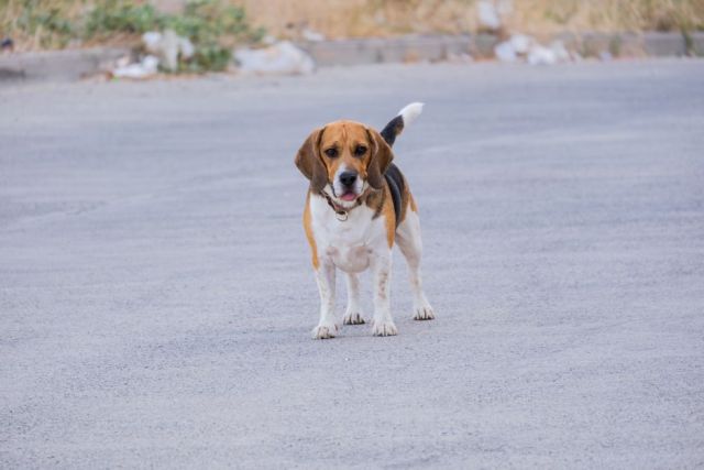 Beagle: gezondheid volgens het fokprogramma en goede verzorging