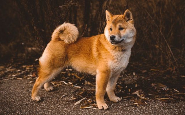Shiba Inu: karakter en eigenwijsheid van deze zelfstandige Japanner