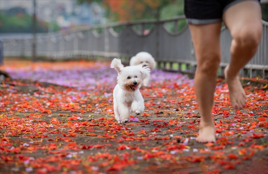 Bichon Frisé: karakter en opvoeding van deze vrolijke witte krullenbol