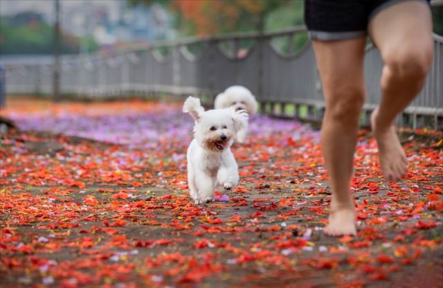 Bichon Frisé: karakter en opvoeding van deze vrolijke witte krullenbol