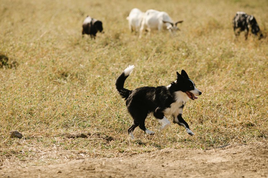 Border Collie als gezinshond: is deze slimme werker geschikt voor jouw huishouden?