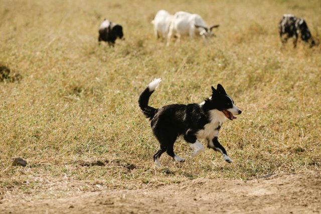Border Collie als gezinshond: is deze slimme werker geschikt voor jouw huishouden?