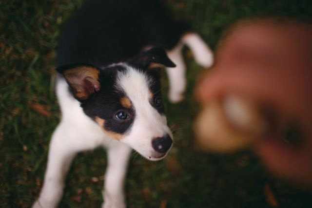 Border Collie opvoeden: praktische trainingstips voor een slimme werkhond
