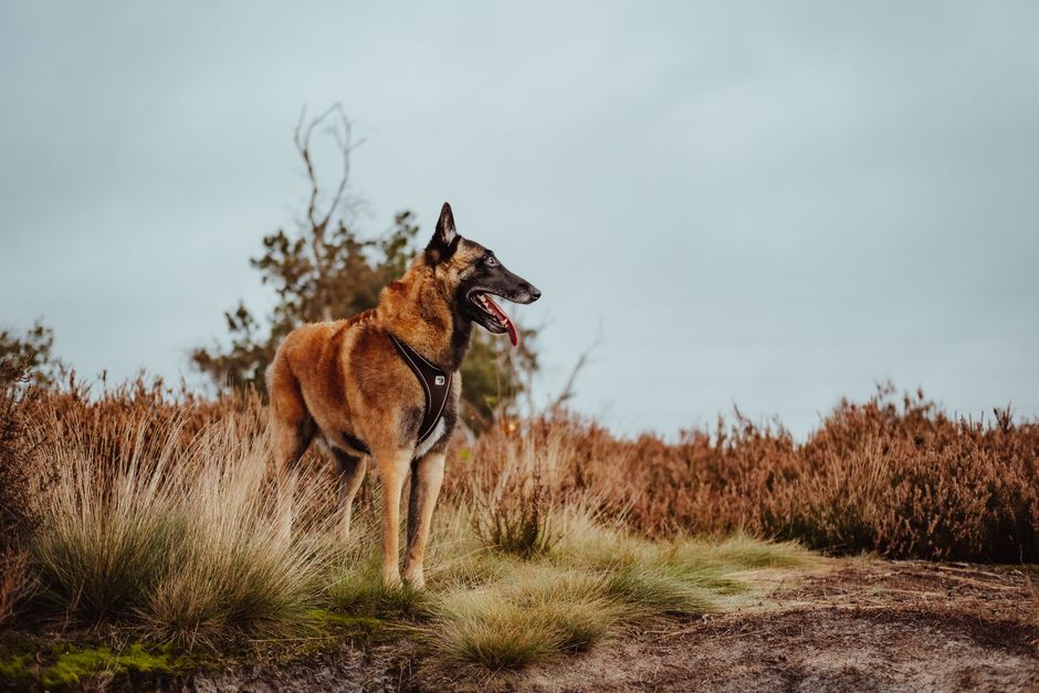 Mechelse Herder: karakter en temperament van deze slimme werkhond