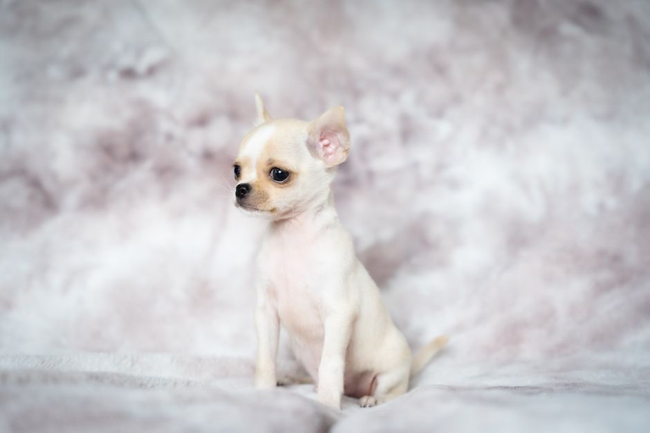 Chihuahua (Korthaar): verzorging en vachtonderhoud