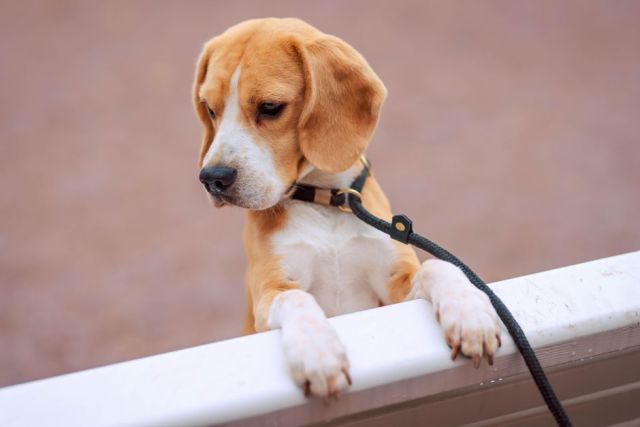 Opvoeding en training van een Beagle: geduld, geur en een gezonde dosis humor
