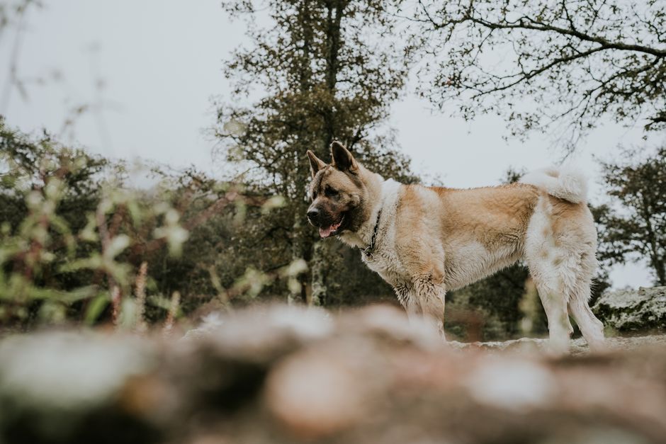 Opvoeding en training van een Akita Inu: geduld, respect en consistentie