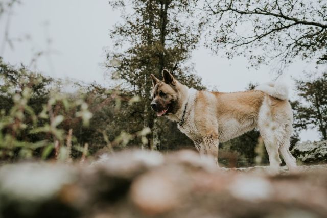 Opvoeding en training van een Akita Inu: geduld, respect en consistentie