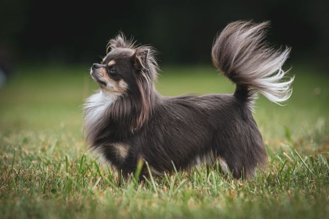Verzorging van de lange vacht bij de Langharige Chihuahua