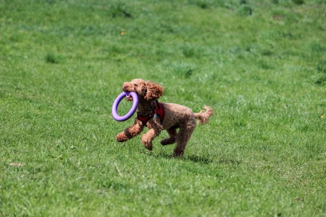 Poedel (Dwerg): karakter en opvoeding van deze slimme knuffelbol