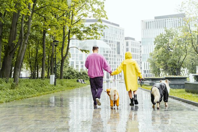 Een hond in huis: kosten, tijd en regels in Vlaanderen