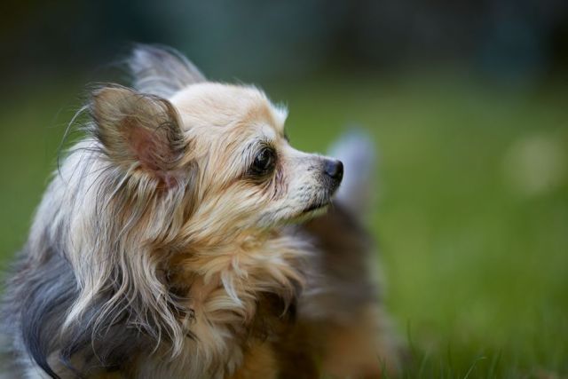 Chihuahua (Langhaar) als gezinshond: past dit kleine hondje bij jullie?