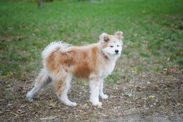 Akita Inu: karakter en temperament van een trouwe Japanse bewaker