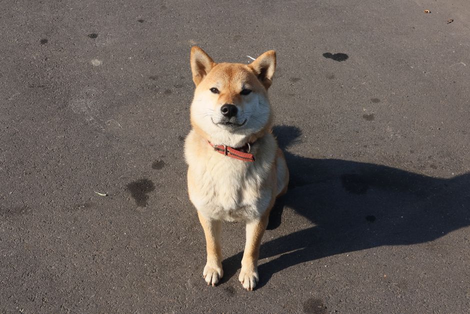 Shiba Inu opvoeden: tips voor een eigenwijze schat