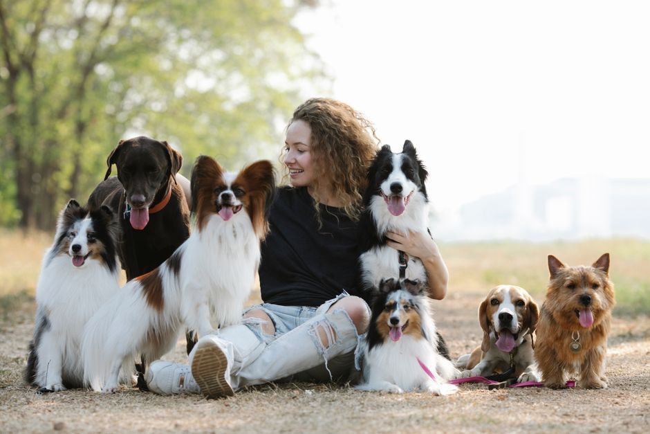 Rasgedrag bij honden: waarom elke hond toch weer anders is