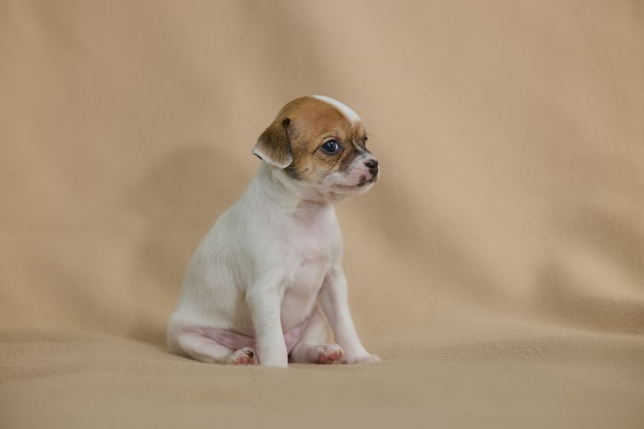 Chihuahua met kinderen: is dit kleine hondje geschikt voor het gezin?