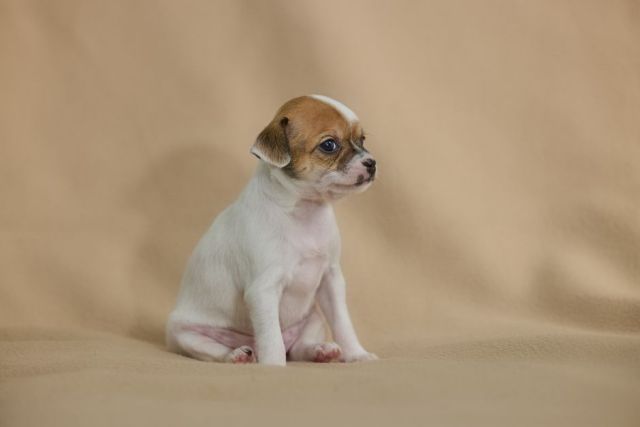 Chihuahua met kinderen: is dit kleine hondje geschikt voor het gezin?