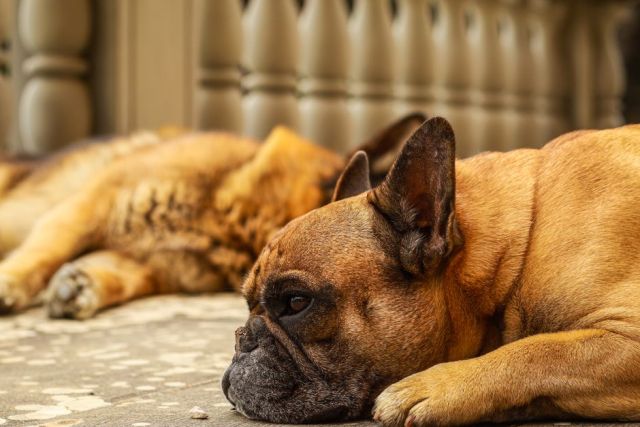Diarree bij honden: oorzaken en wat te doen