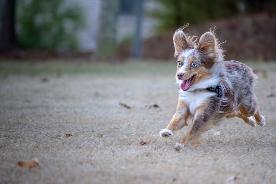 Australian Shepherd: karakter en temperament onder de loep