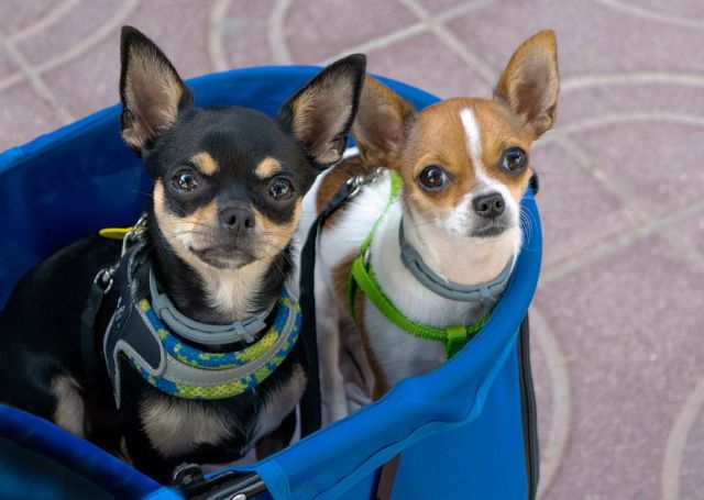 Chihuahua (Korthaar): karakter en opvoeding van deze kleine krachtpatser
