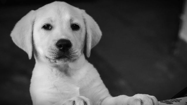 Labrador Retriever