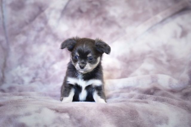Chihuahua (Langhaar)