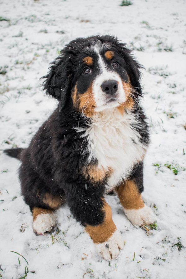 Berner Sennenhond