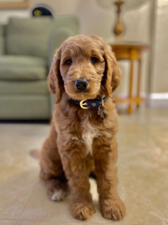 Labradoodle