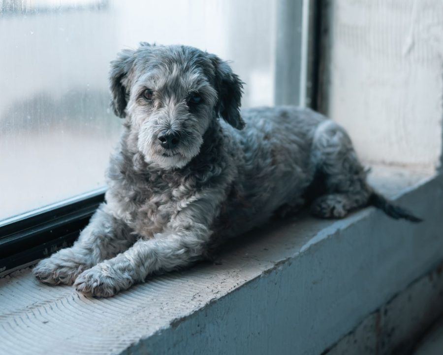 Schnoodle