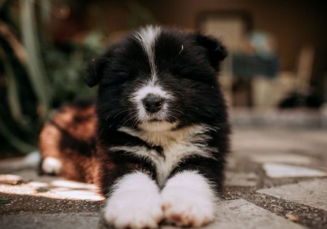 Border Collie