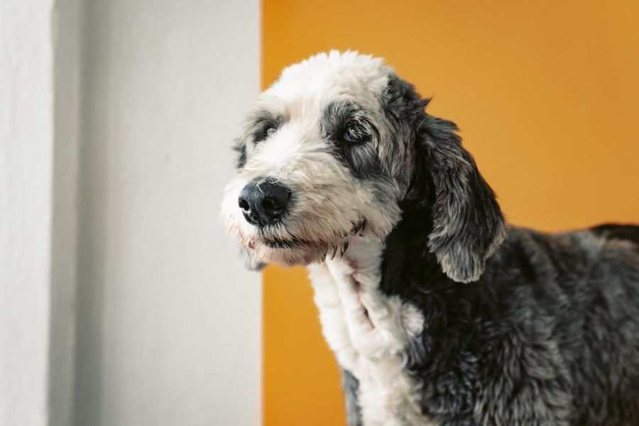 Sheepadoodle